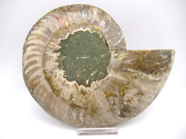Madagascar Ammonite Pair Fossil for Sale LG+~ 5.68" #147 - Image 3