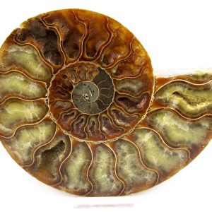 General Cretaceous Age Cleoniceras Ammonite Lg Pair Fossils From Madagascar For Sale #148
