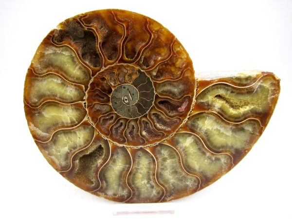 Madagascar Ammonite Pair Fossil for Sale LG+~ 5.56" #148