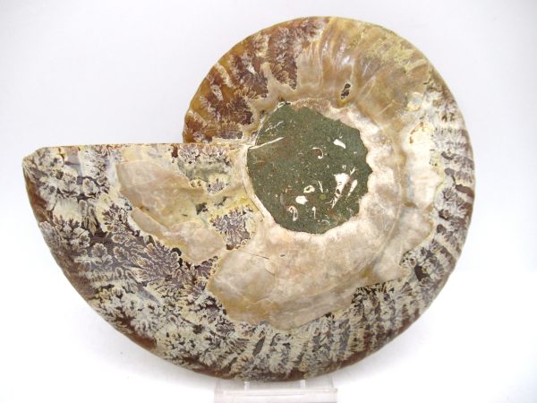 Madagascar Ammonite Pair Fossil for Sale LG+~ 5.56" #148 - Image 2