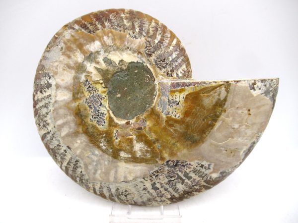 Madagascar Ammonite Pair Fossil for Sale LG+~ 5.56" #148 - Image 3