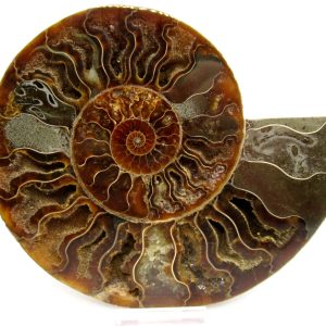 General Cretaceous Age Cleoniceras Ammonite Lg Pair Fossils From Madagascar For Sale #149