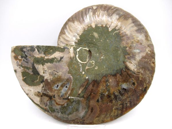 Madagascar Ammonite Pair Fossil for Sale LG+~ 6.10" #149 - Image 2