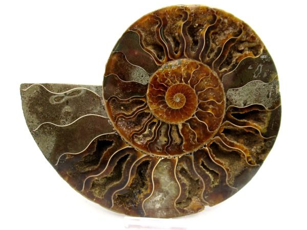 Madagascar Ammonite Pair Fossil for Sale LG+~ 6.10" #149 - Image 4