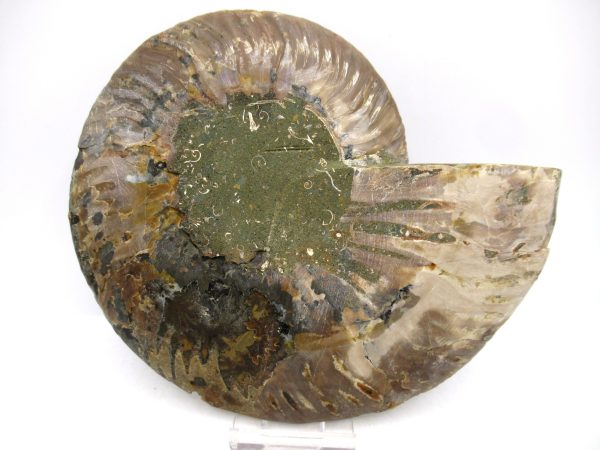 Madagascar Ammonite Pair Fossil for Sale LG+~ 6.10" #149 - Image 3