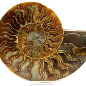 General Cretaceous Age Cleoniceras Ammonite Lg Pair Fossils From Madagascar For Sale #150