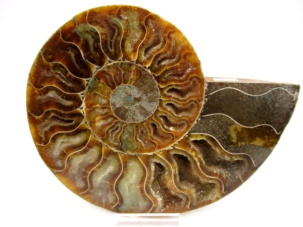 Madagascar Ammonite Pair Fossil for Sale LG+~ 5.78" #150