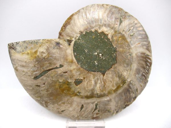 Madagascar Ammonite Pair Fossil for Sale LG+~ 5.78" #150 - Image 2