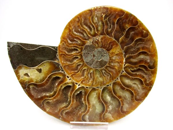 Madagascar Ammonite Pair Fossil for Sale LG+~ 5.78" #150 - Image 4