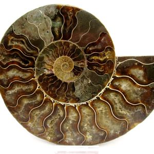 General Cretaceous Age Cleoniceras Ammonite Lg Pair Fossils From Madagascar For Sale #151