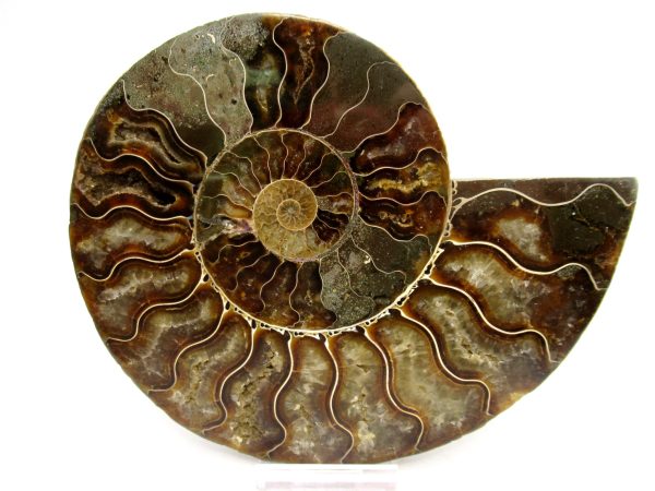 Madagascar Ammonite Pair Fossil for Sale LG+~ 5.81" #151