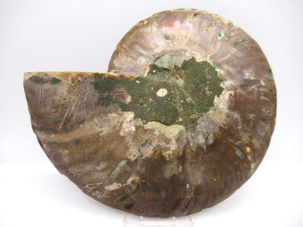 Madagascar Ammonite Pair Fossil for Sale LG+~ 5.81" #151 - Image 2