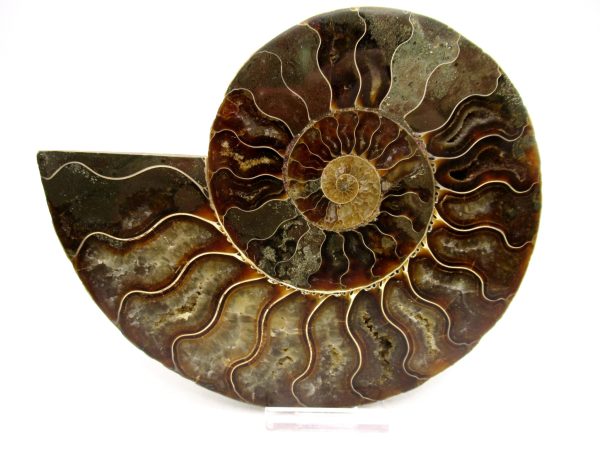 Madagascar Ammonite Pair Fossil for Sale LG+~ 5.81" #151 - Image 4