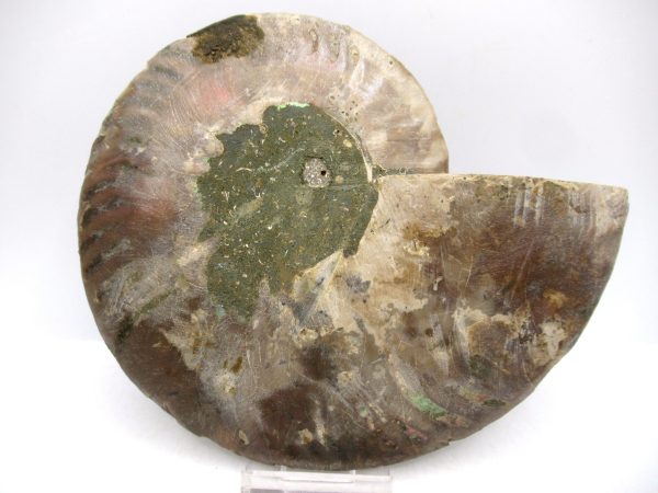 Madagascar Ammonite Pair Fossil for Sale LG+~ 5.81" #151 - Image 3