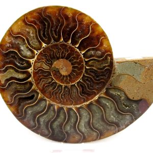 General Cretaceous Age Cleoniceras Ammonite Lg Pair Fossils From Madagascar For Sale #152