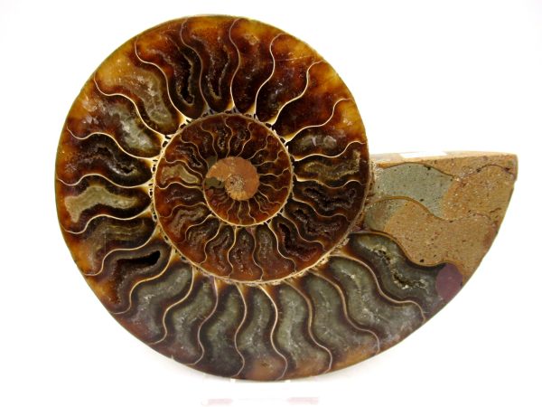 Madagascar Ammonite Pair Fossil for Sale LG+~ 5.51" #152