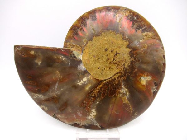 Madagascar Ammonite Pair Fossil for Sale LG+~ 5.51" #152 - Image 2