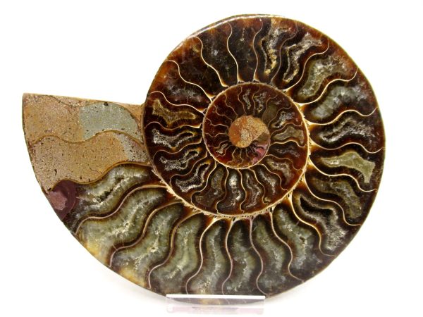 Madagascar Ammonite Pair Fossil for Sale LG+~ 5.51" #152 - Image 4