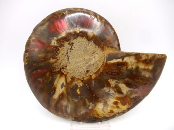 Madagascar Ammonite Pair Fossil for Sale LG+~ 5.51" #152 - Image 3