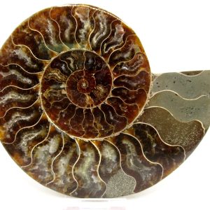 General Cretaceous Age Cleoniceras Ammonite Lg Pair Fossils From Madagascar For Sale #153