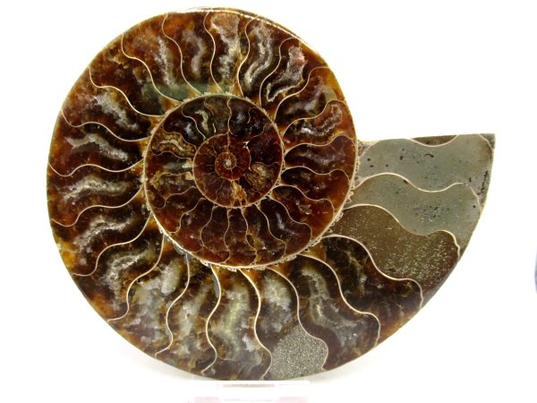 Madagascar Ammonite Pair Fossil for Sale LG+~ 5.91" #153