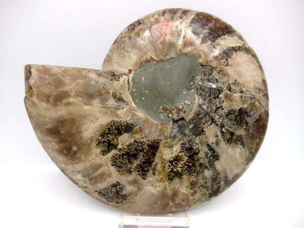 Madagascar Ammonite Pair Fossil for Sale LG+~ 5.91" #153 - Image 2