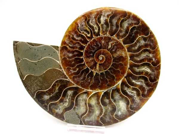 Madagascar Ammonite Pair Fossil for Sale LG+~ 5.91" #153 - Image 4
