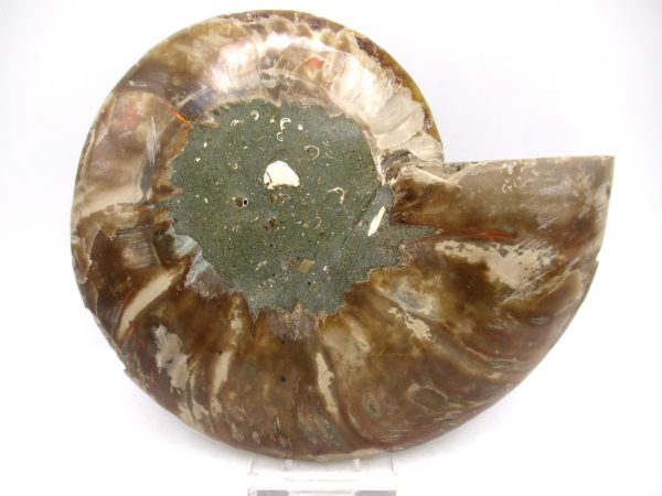 Madagascar Ammonite Pair Fossil for Sale LG+~ 5.91" #153 - Image 3