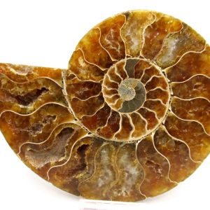 General Cretaceous Age Cleoniceras Ammonite Lg Pair Fossils From Madagascar For Sale #154