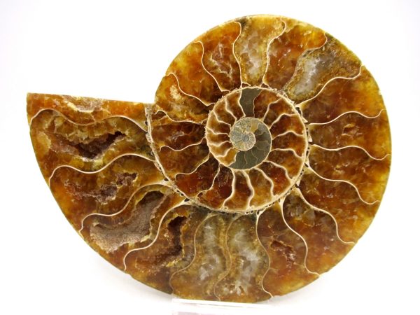 Madagascar Ammonite Pair Fossil for Sale LG+~ 5.51" #154