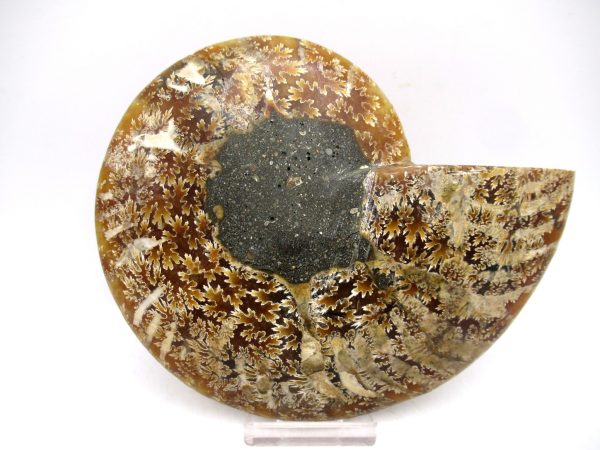 Madagascar Ammonite Pair Fossil for Sale LG+~ 5.51" #154 - Image 2