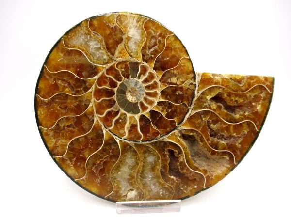 Madagascar Ammonite Pair Fossil for Sale LG+~ 5.51" #154 - Image 4