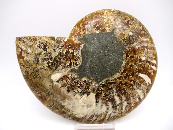Madagascar Ammonite Pair Fossil for Sale LG+~ 5.51" #154 - Image 3