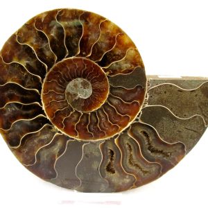 General Cretaceous Age Cleoniceras Ammonite Lg Pair Fossils From Madagascar For Sale #155