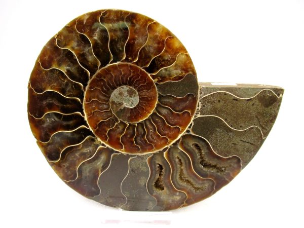 Madagascar Ammonite Pair Fossil for Sale LG+~ 5.22" #155