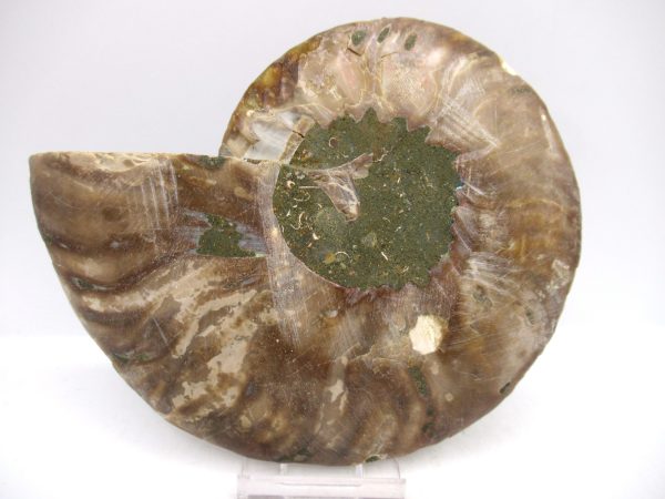 Madagascar Ammonite Pair Fossil for Sale LG+~ 5.22" #155 - Image 2