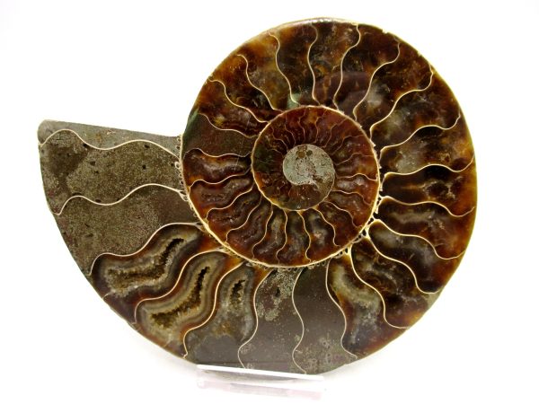 Madagascar Ammonite Pair Fossil for Sale LG+~ 5.22" #155 - Image 4