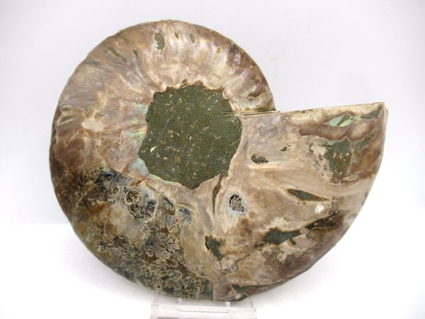 Madagascar Ammonite Pair Fossil for Sale LG+~ 5.22" #155 - Image 3