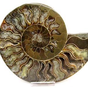 General Cretaceous Age Cleoniceras Ammonite Lg Pair Fossils From Madagascar For Sale #156