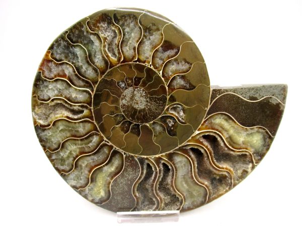 Madagascar Ammonite Pair Fossil for Sale LG+~ 5.79" #156