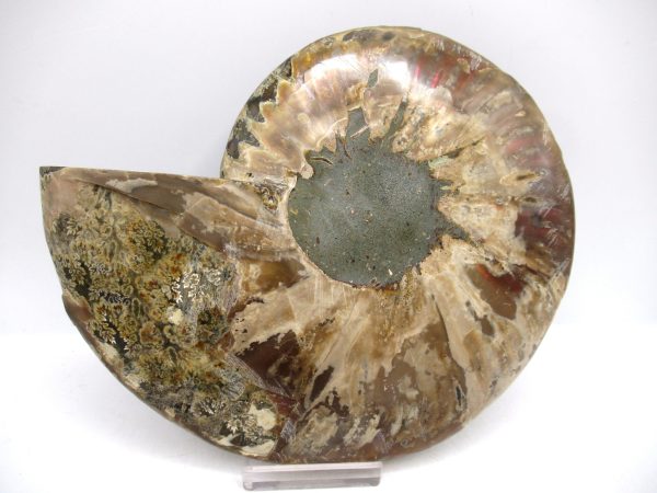 Madagascar Ammonite Pair Fossil for Sale LG+~ 5.79" #156 - Image 2