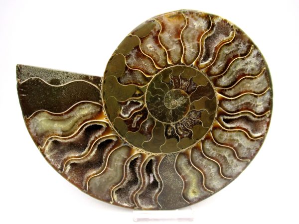 Madagascar Ammonite Pair Fossil for Sale LG+~ 5.79" #156 - Image 4