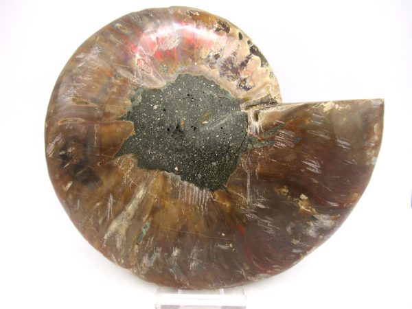 Madagascar Ammonite Pair Fossil for Sale LG+~ 5.79" #156 - Image 3