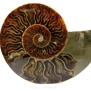 General Cretaceous Age Cleoniceras Ammonite Lg Pair Fossils From Madagascar For Sale #157