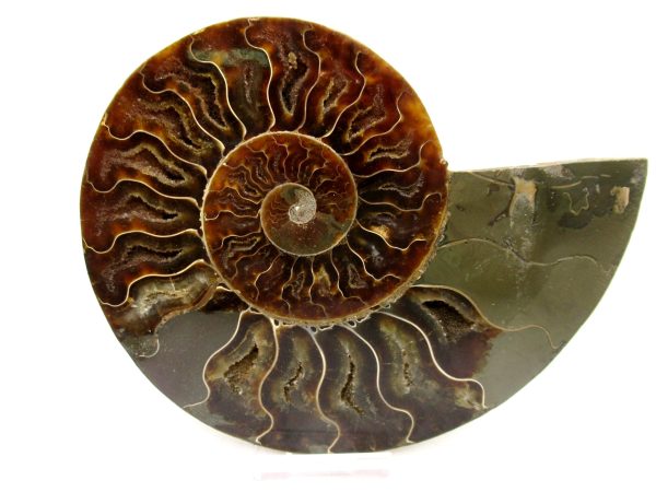 Madagascar Ammonite Pair Fossil for Sale LG+~ 5.73" #157