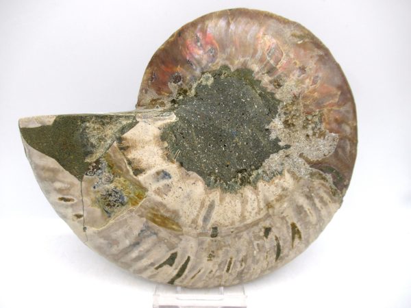 Madagascar Ammonite Pair Fossil for Sale LG+~ 5.73" #157 - Image 2