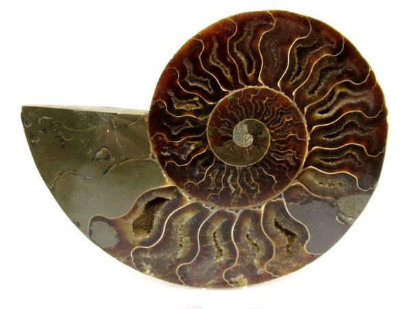 Madagascar Ammonite Pair Fossil for Sale LG+~ 5.73" #157 - Image 4