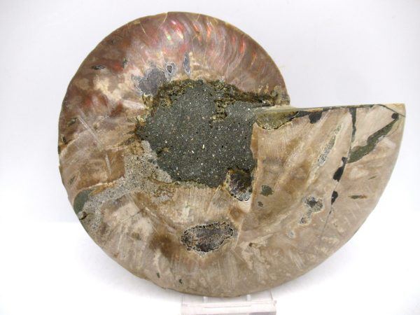 Madagascar Ammonite Pair Fossil for Sale LG+~ 5.73" #157 - Image 3