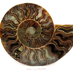 General Cretaceous Age Cleoniceras Ammonite Lg Pair Fossils From Madagascar For Sale #158
