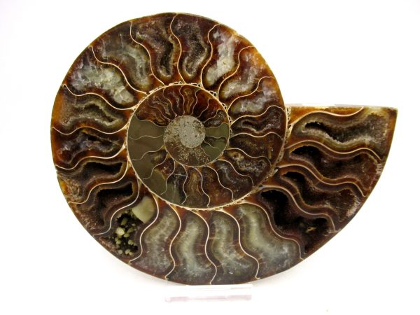 Madagascar Ammonite Pair Fossil for Sale LG+~ 5.70" #158